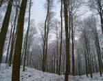 Nsg klepelshagen winter.jpg