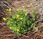 Oxalis habit lat.jpg
