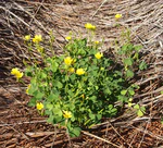 Oxalis habit lat.jpg