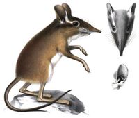 Petrodromus Peters 1852.jpg