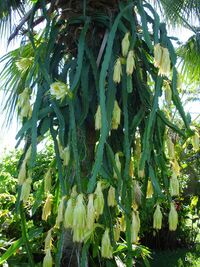 Pitaya "blanc" sur un pied de Palmier Latanier.JPG