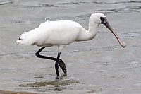 Platalea minor okinawa.jpg
