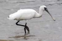Platalea minor okinawa.jpg