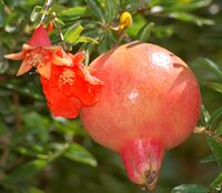 Pomegranate flower and fruit.jpg