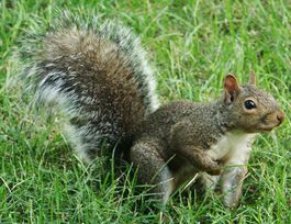 Sciurus carolinensis.jpg