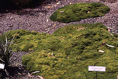 Scleranthus biflorus.jpg