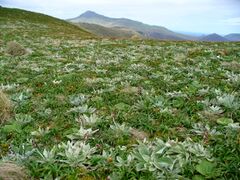Campbell Island and megaherbs.jpg