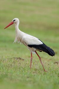 Cigogne blanche 02 (49981584512).jpg