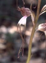 Comperia comperiana.jpg