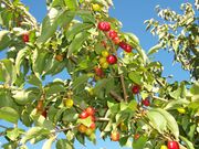 CornusMas Fruits 01.jpg