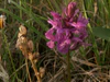 Dactylorhiza traunsteineri 060705.jpg