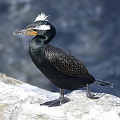 Double-crested Cormorant (49605889903).jpg