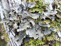 Lobaria scrobiculata R1.jpg