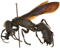 Megalara garuda male.png