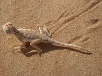 P1070752 - agame à tête de crapaud (Phrynocephalus sakoi).jpg