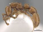 Parasyscia piochardi casent0281973.jpg