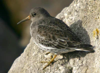 Purple sandpiper New Brighton.jpg