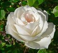 Rosa Iceberg 1.jpg