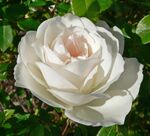 Rosa Iceberg 1.jpg