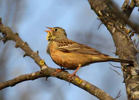 Strnádka záhradná (Emberiza hortulana)