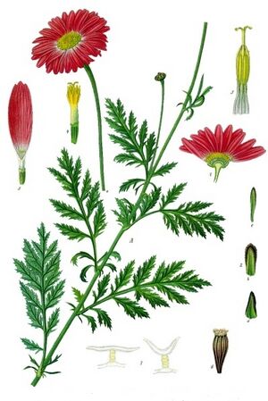 Tanacetum coccineum - Köhler–s Medizinal-Pflanzen-035.jpg