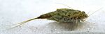 Triops cancriformis2.jpg