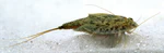Triops cancriformis2.jpg