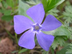 Vinca minor beentree.jpg