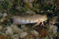 Aidablennius sphynx.jpg