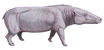 Anthracotherium cropped.png