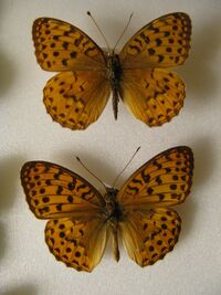 Argynnis alexandra.JPG