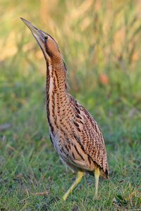 Bittern - Botaurus stellaris.jpg