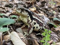 Bufo gargarizans 83958977.jpg
