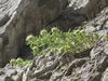 Campanula petraea1.jpg