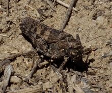 Celes variabilis female Kazakhstan.jpg