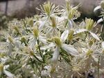 Clematis flamula flor.jpg
