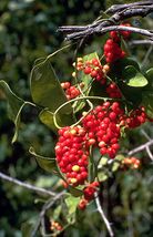 Cocculus carolinus.jpg