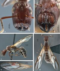 Colobopsis explodens (10.3897-zookeys.751.22661) Figure 5.jpg