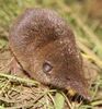 Crocidura pachuyra 02-cropped.jpg