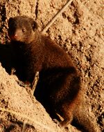 Dwarf mongoose1.jpg