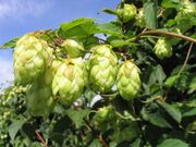 Hopfen2.jpg