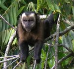 Large-headed Capuchin - Sapajus macrocephalus.jpg