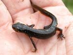 Lissotriton lantzi 2.jpg
