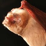 Mormoops megalophylla 2.jpg