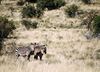 Mountain zebra NP.jpg