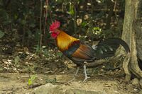 Red Junglefowl - Thailand.jpg