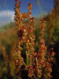 Rumex acetosella (6185051297).jpg