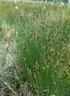Schoenus ferrugineus 310508.jpg