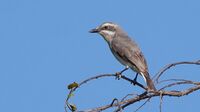 Sri Lanka Woodshrike.jpg