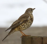 Turdus viscivorus -Netherlands-8.jpg